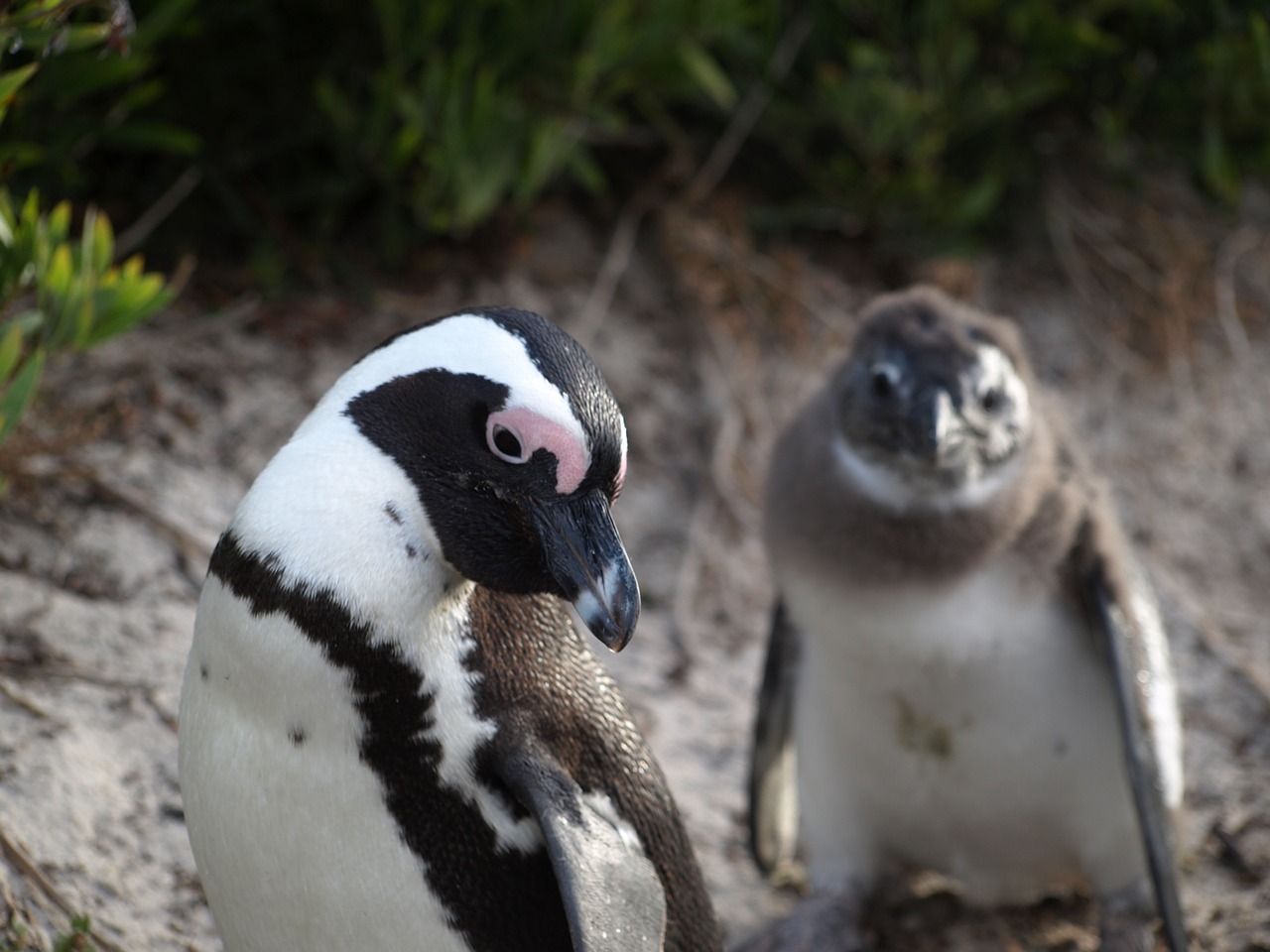 Pingvinas, Jaunas, Motina, Gyvūnai, Pietų Afrika, Laukinė Gamta, Nemokamos Nuotraukos,  Nemokama Licenzija