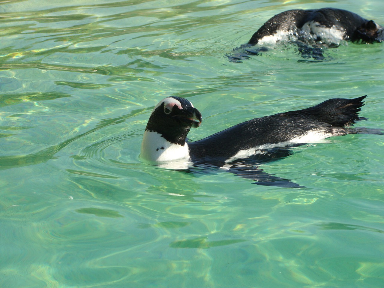 Pingvinas, Zoologijos Sodas, Jūrų Žinduolis, Nemokamos Nuotraukos,  Nemokama Licenzija
