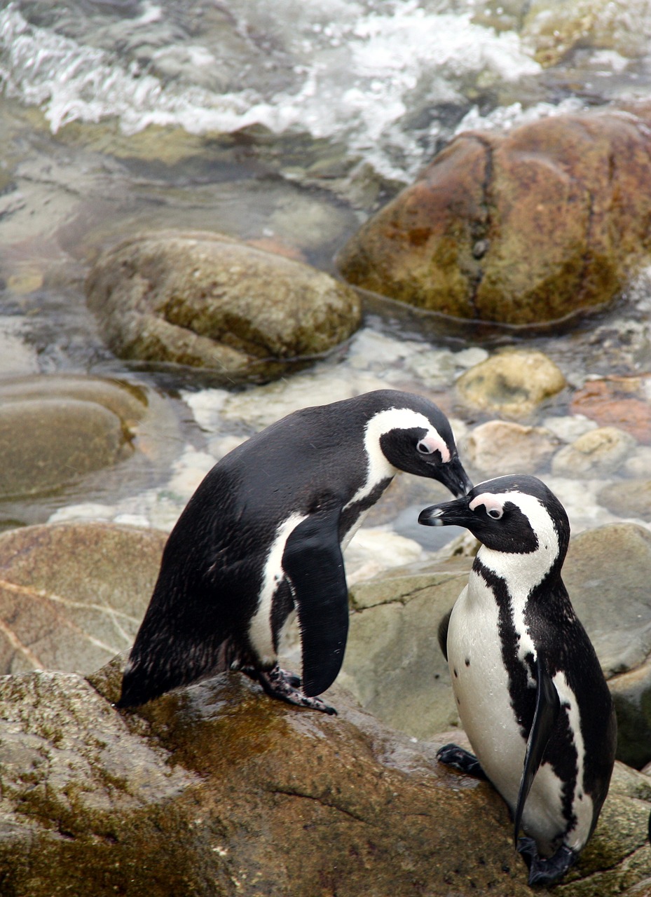 Pingvinas, Afrika, Pietų Afrika, Nemokamos Nuotraukos,  Nemokama Licenzija
