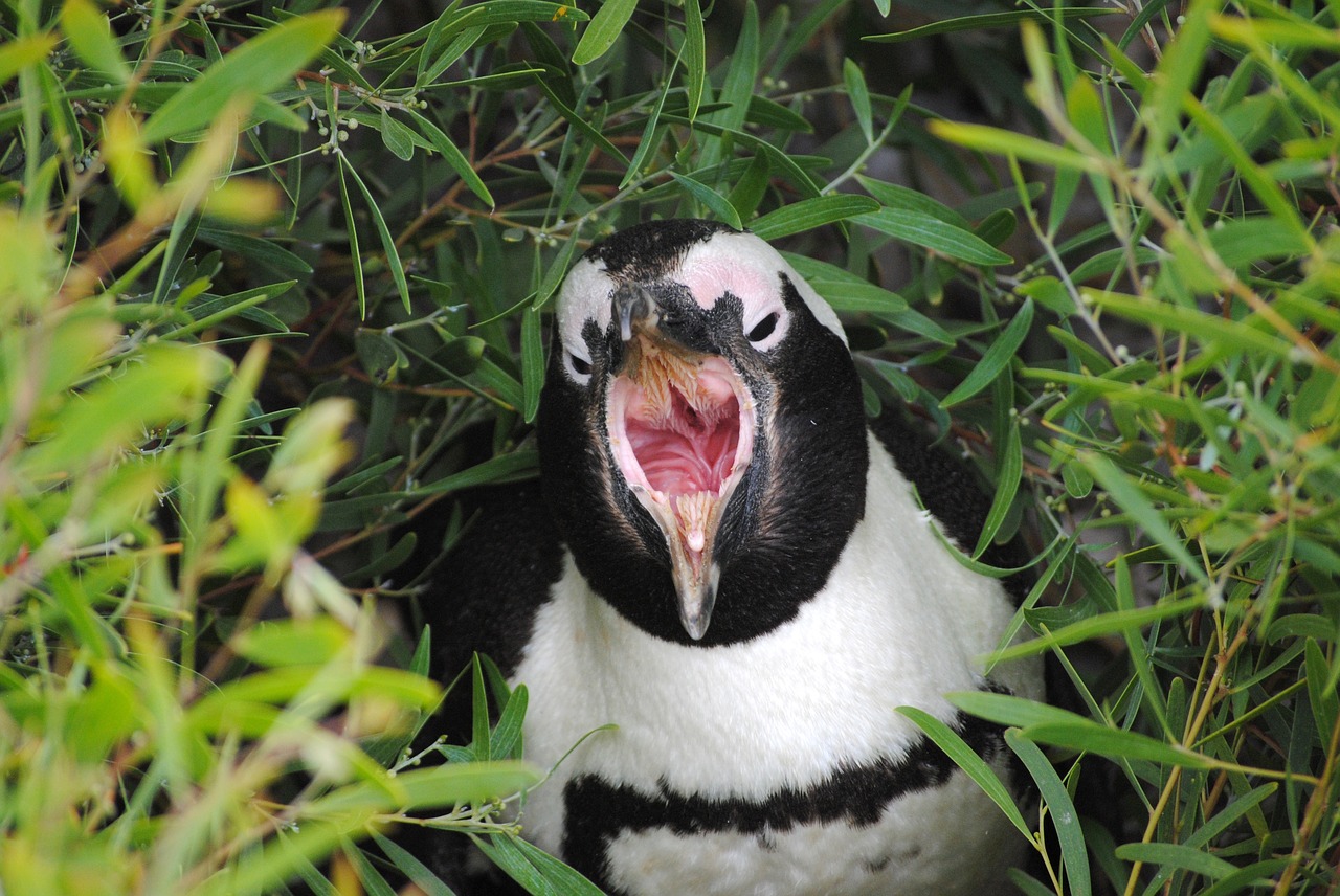 Pingvinas, Pietų Afrika, Cape Town, Riedulys, Viršūnė, Nemokamos Nuotraukos,  Nemokama Licenzija