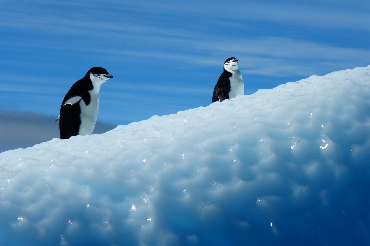 Pingvinas, Antarctica, Paukščiai, Ledas, Nemokamos Nuotraukos,  Nemokama Licenzija