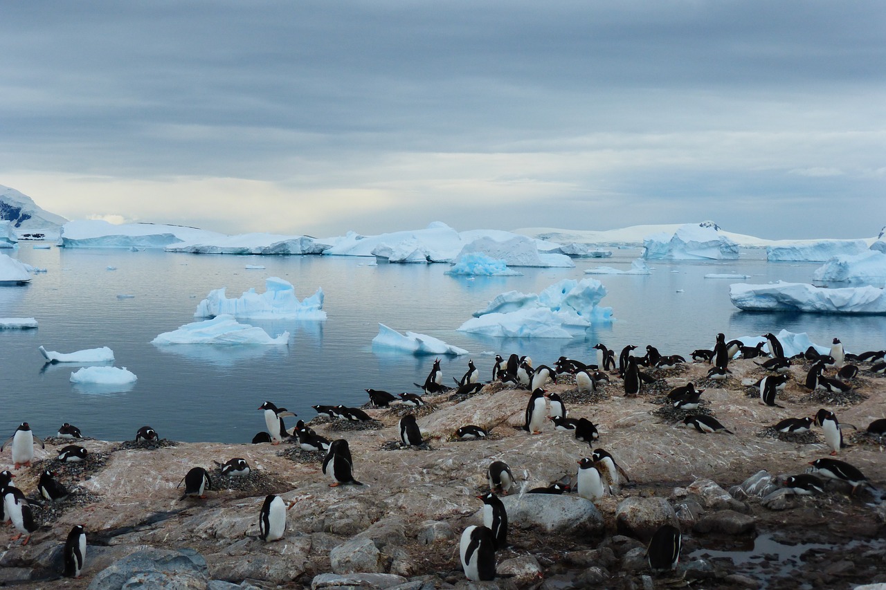 Pingvinas, Sala, Mėlynas, Gyvūnas, Antarctica, Melsva, Gamta, Vanduo, Nemokamos Nuotraukos,  Nemokama Licenzija