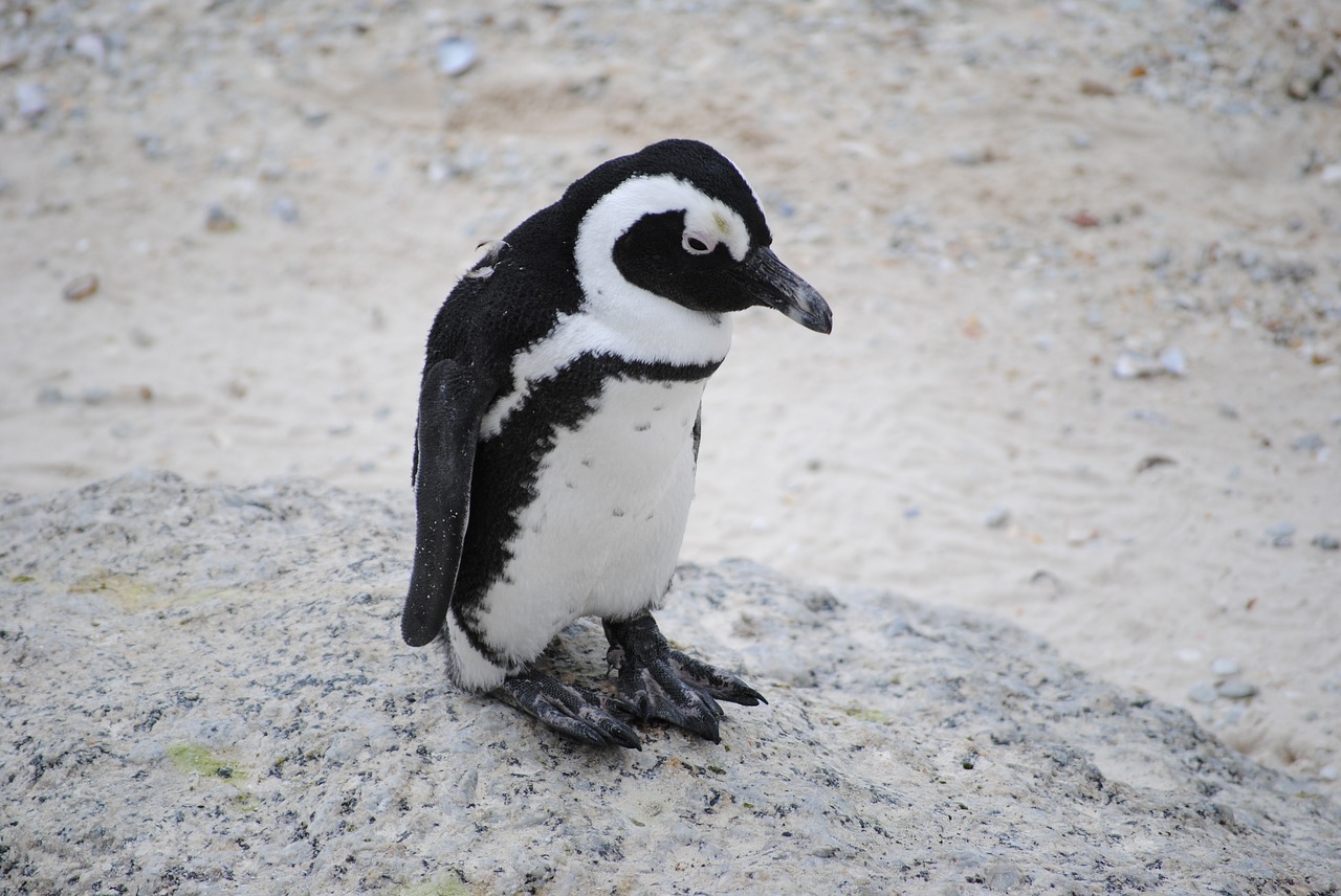 Pingvinas, Užšaldyti, Pavargęs, Afrika, Pietų Afrika, Cape Town, Papludimys, Nemokamos Nuotraukos,  Nemokama Licenzija