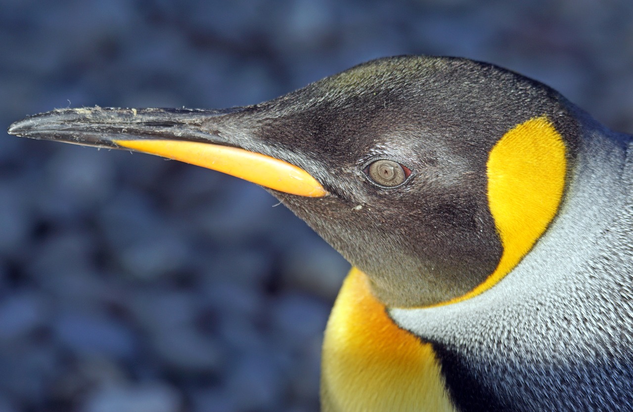 Pingvinas, Karališkasis Pingvinas, Didelis Pingvinas, Gyvūnas, Geltona, Vandens Paukštis, Pietų Vandenynas, Antarctica, Laukinės Gamtos Fotografija, Nemokamos Nuotraukos