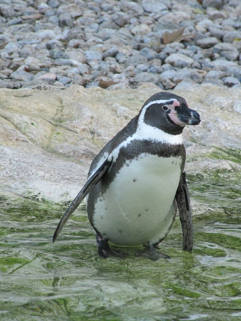 Pingvinas, Zoologijos Sodas, Paukštis, Gyvūnų Pasaulis, Pingvinas, Gyvūnas, Fontal, Nemokamos Nuotraukos,  Nemokama Licenzija