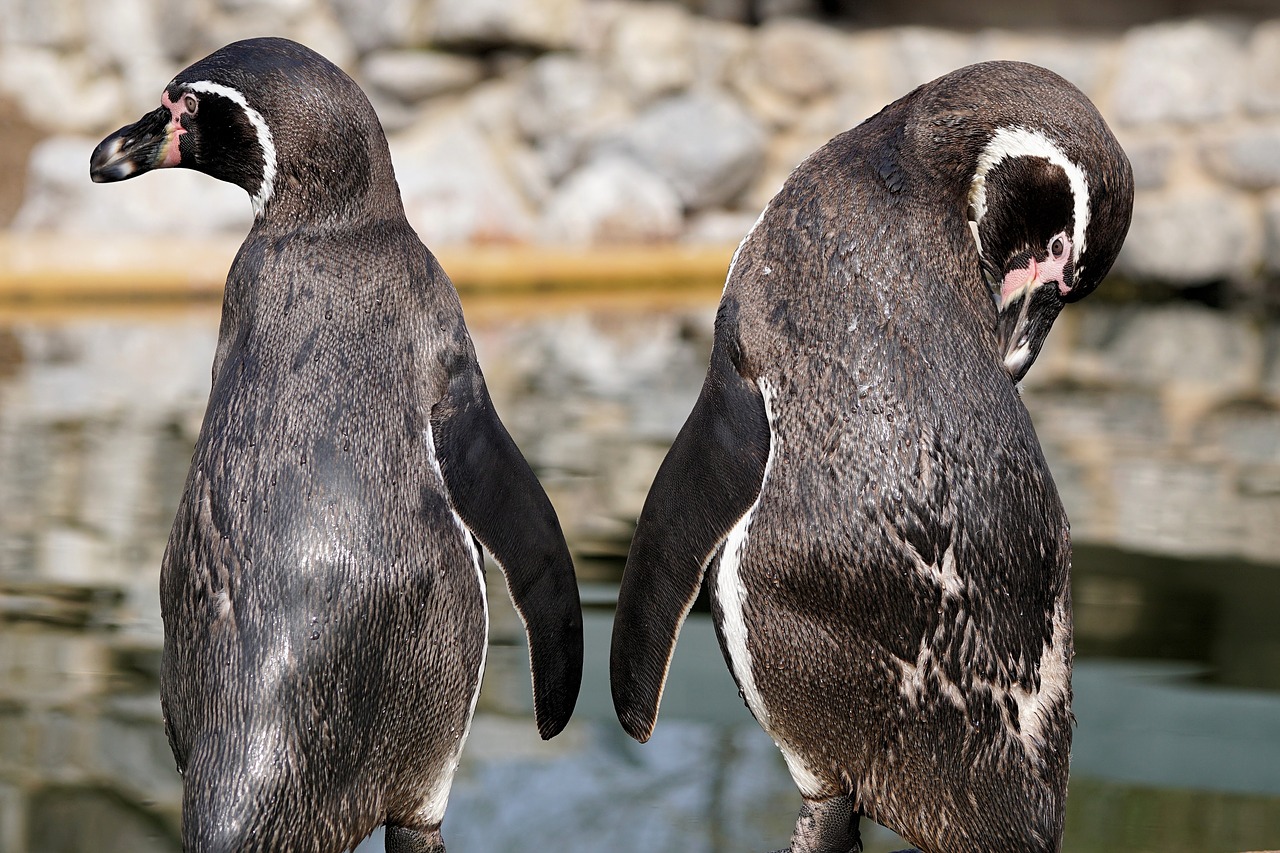 Pingvinas, Paukštis, Gyvūnas, Gyvūnų Pasaulis, Vandens Paukštis, Vanduo, Sąskaitą, Humboldto Pingvinas, Sababurgo Pilis, Zoo Sababurg