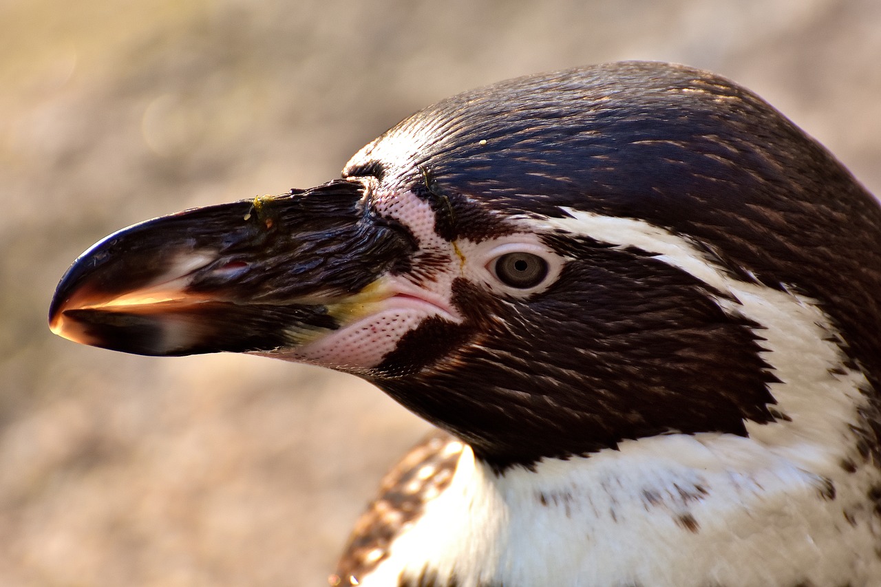 Pingvinas, Gyvūnas, Gyvūnų Pasaulis, Vandens Paukštis, Sąskaitą, Vanduo, Paukštis, Laukinės Gamtos Fotografija, Uždaryti, Tierpark Hellabrunn