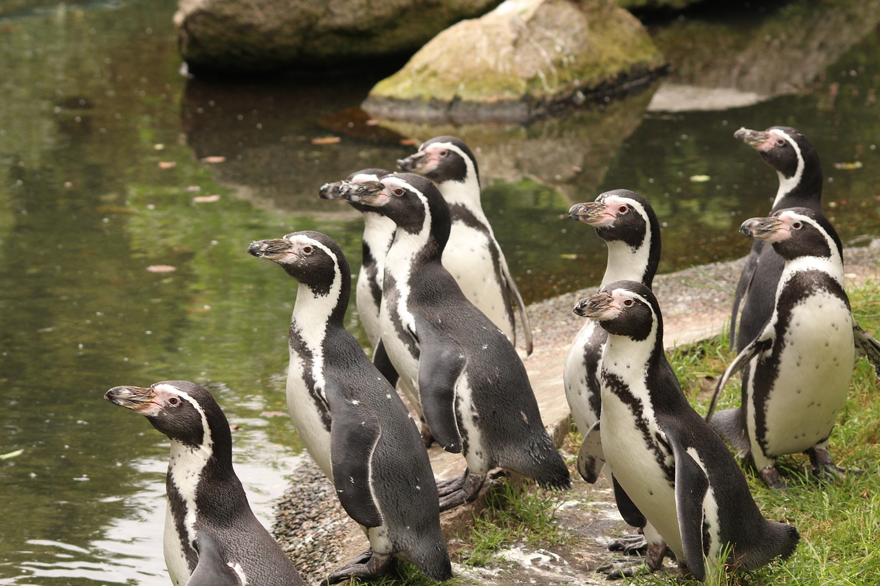 Pingvinas, Paukštis, Zoologijos Sodas, Mielas, Vanduo, Laukinis Paukštis, Nemokamos Nuotraukos,  Nemokama Licenzija