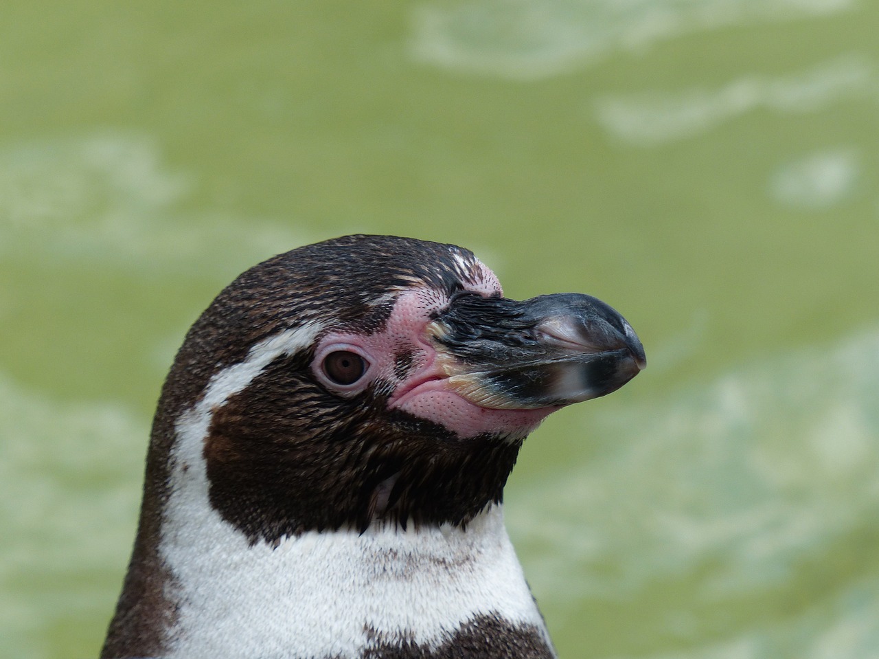 Pingvinas, Zoologijos Sodas, Vanduo, Sąskaitą, Gyvūnas, Plaukti, Uždaryti, Nemokamos Nuotraukos,  Nemokama Licenzija