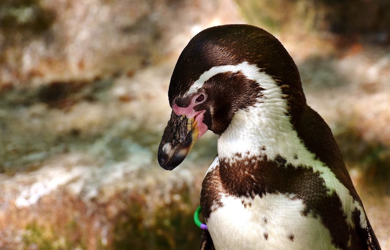 Pingvinas, Gyvūnas, Gyvūnų Pasaulis, Vandens Paukštis, Sąskaitą, Vanduo, Paukštis, Laukinės Gamtos Fotografija, Uždaryti, Tierpark Hellabrunn