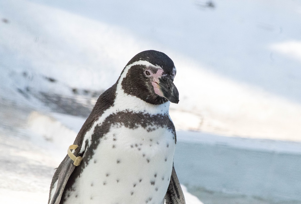 Pingvinas, Gyvūnas, Zoologijos Sodas, Nemokamos Nuotraukos,  Nemokama Licenzija