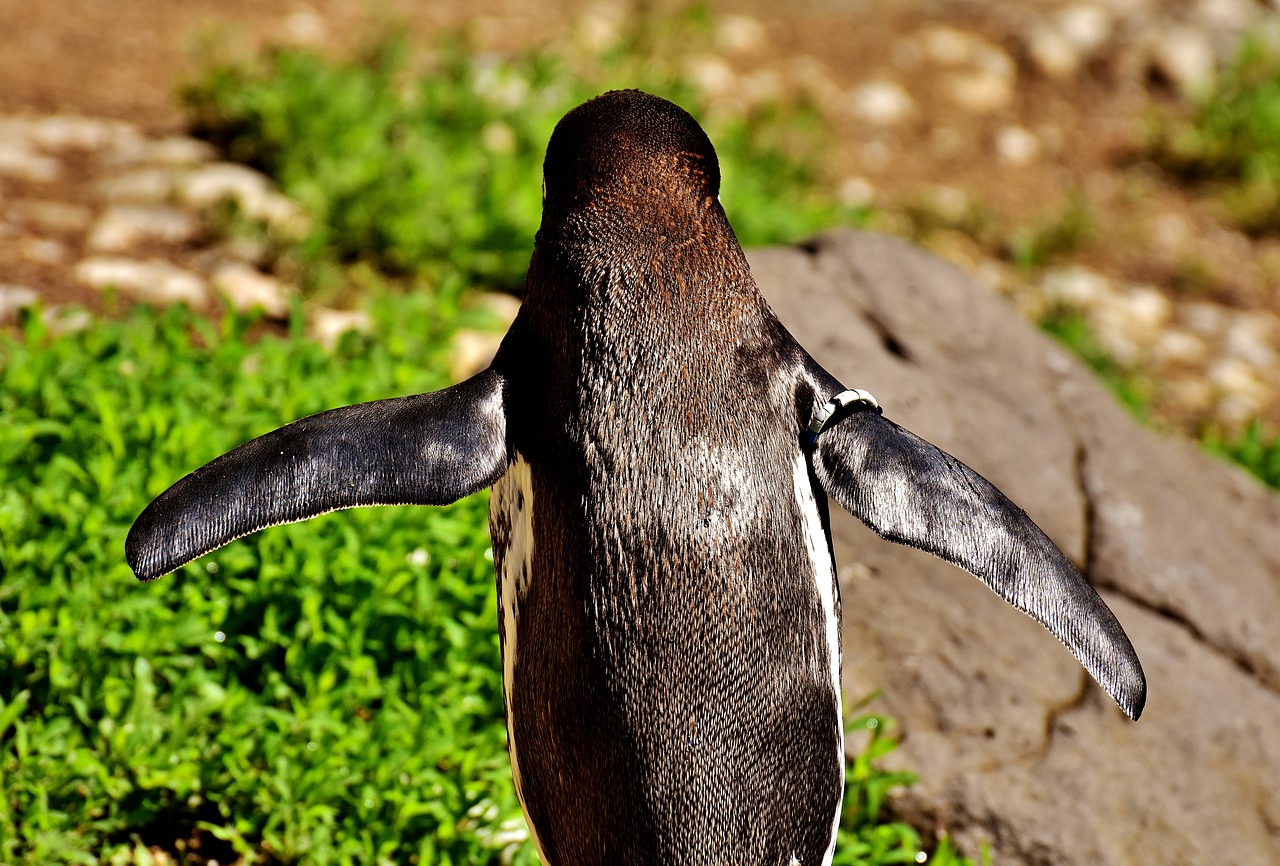 Pingvinas, Gyvūnas, Gyvūnų Pasaulis, Vandens Paukštis, Sąskaitą, Vanduo, Paukštis, Laukinės Gamtos Fotografija, Tierpark Hellabrunn, Munich