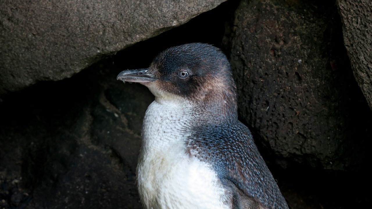 Pingvinas, Australia, Laukinė Gamta, Nemokamos Nuotraukos,  Nemokama Licenzija