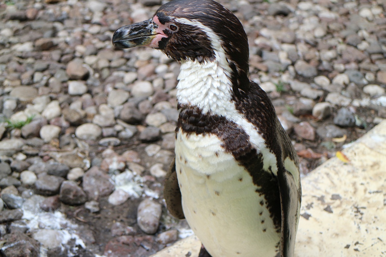 Pingvinas, Zoologijos Sodas, Gyvūnų Pasaulis, Nardymo Paukštis, Gyvūnas, Nemokamos Nuotraukos,  Nemokama Licenzija