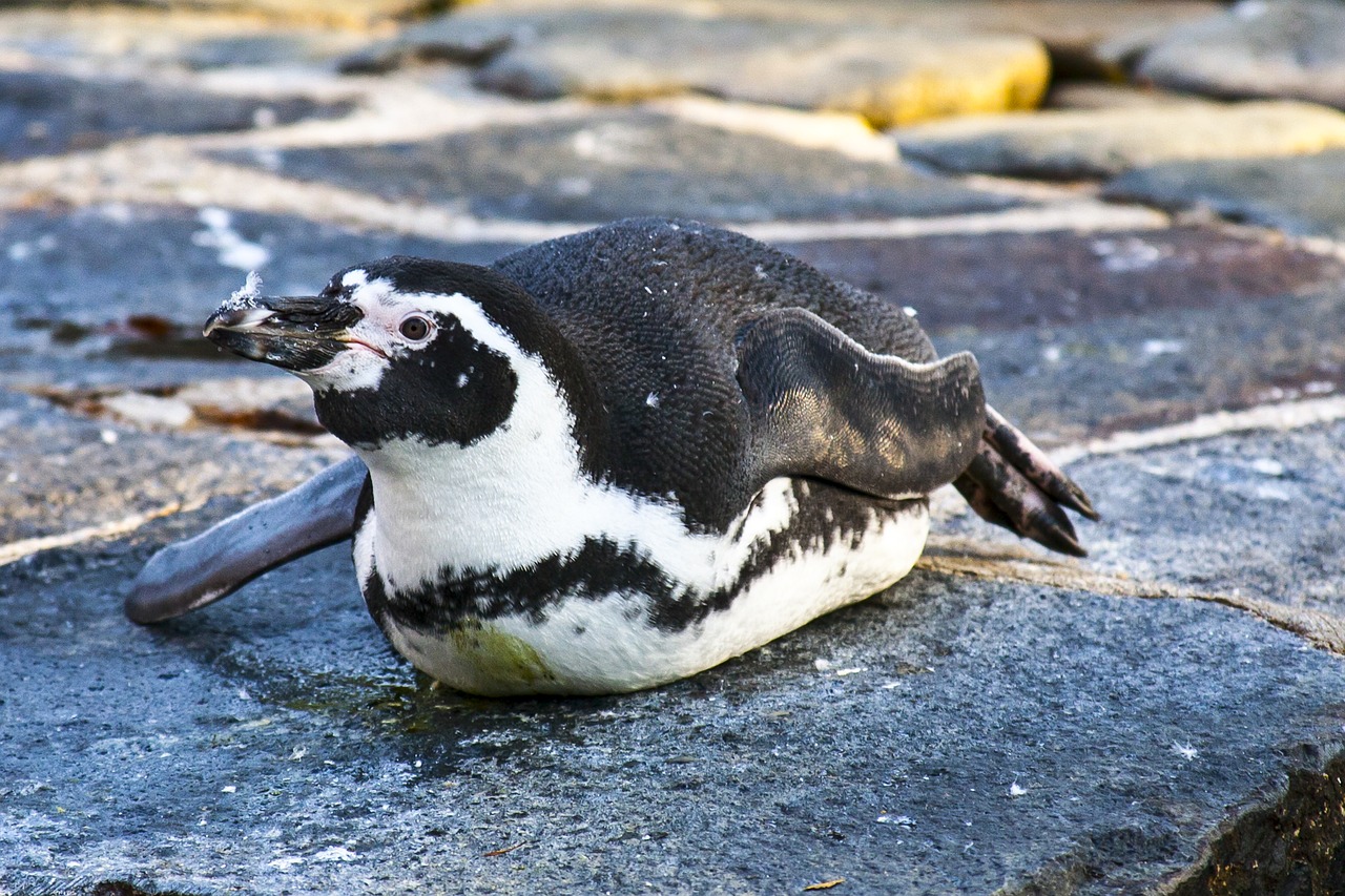 Pingvinas, Zoologijos Sodas, Prague, Paukštis, Gyvūnas, Vandens Paukštis, Rockhopper Pingvinas, Nemokamos Nuotraukos,  Nemokama Licenzija