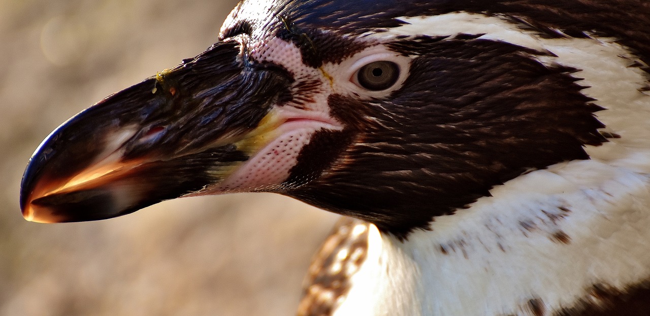 Pingvinas, Gyvūnas, Gyvūnų Pasaulis, Vandens Paukštis, Sąskaitą, Vanduo, Paukštis, Laukinės Gamtos Fotografija, Uždaryti, Tierpark Hellabrunn