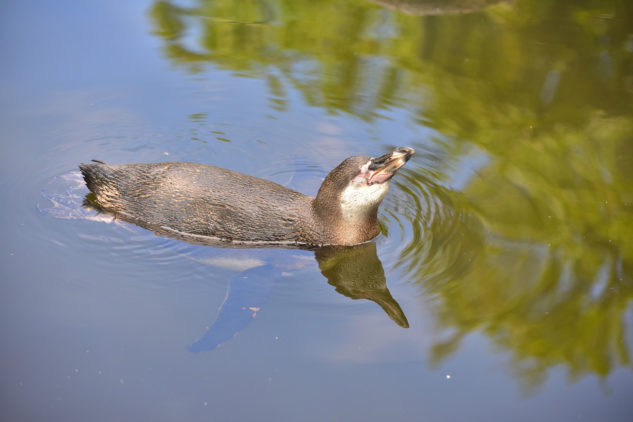 Pingvinas, Vandens Paukštis, Plaukti, Sąskaitą, Vanduo, Gyvūnas, Paukštis, Gamta, Laukinės Gamtos Fotografija, Gyvūnų Pasaulis