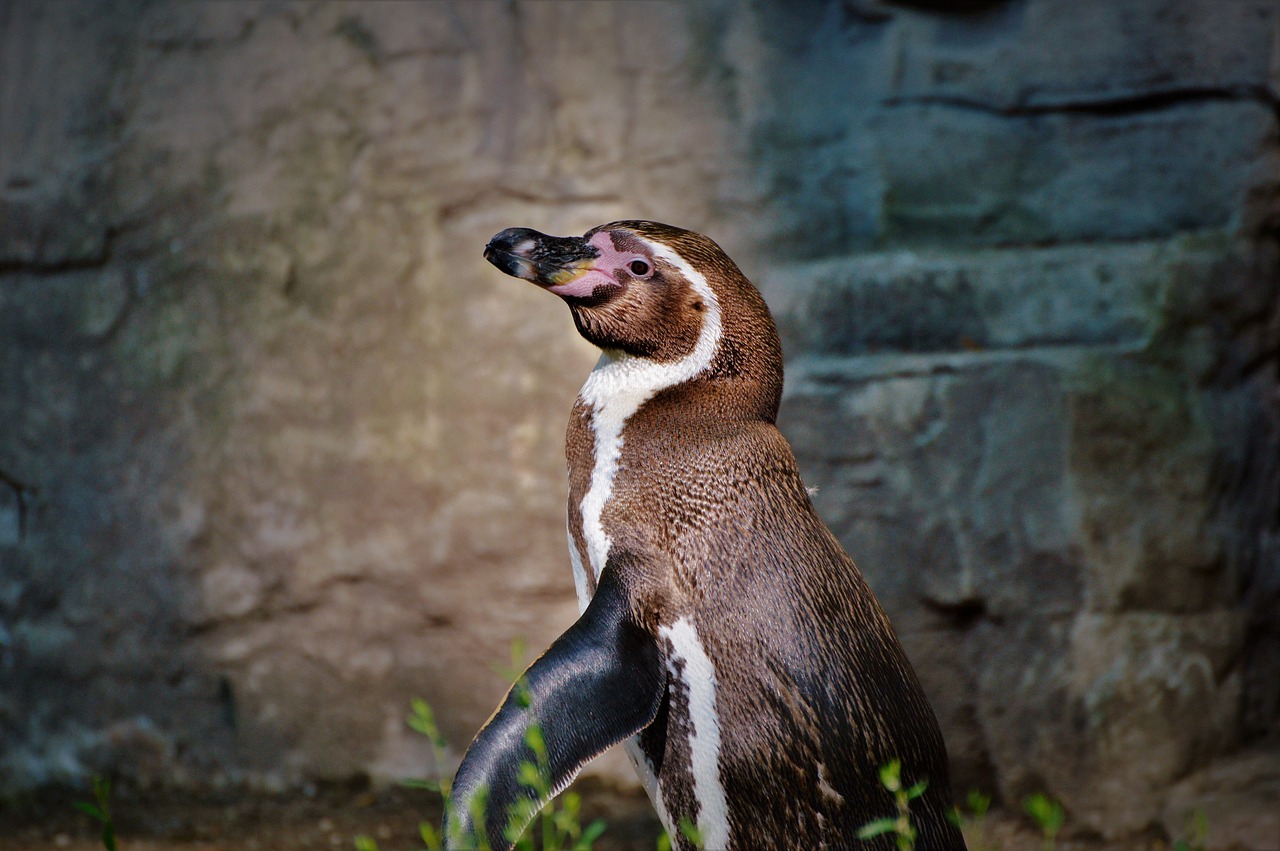 Pingvinas, Paukštis, Vandens Paukštis, Gyvūnas, Gyvūnų Pasaulis, Sąskaitą, Zoologijos Sodas, Tierpark Hellabrunn, Munich, Nemokamos Nuotraukos