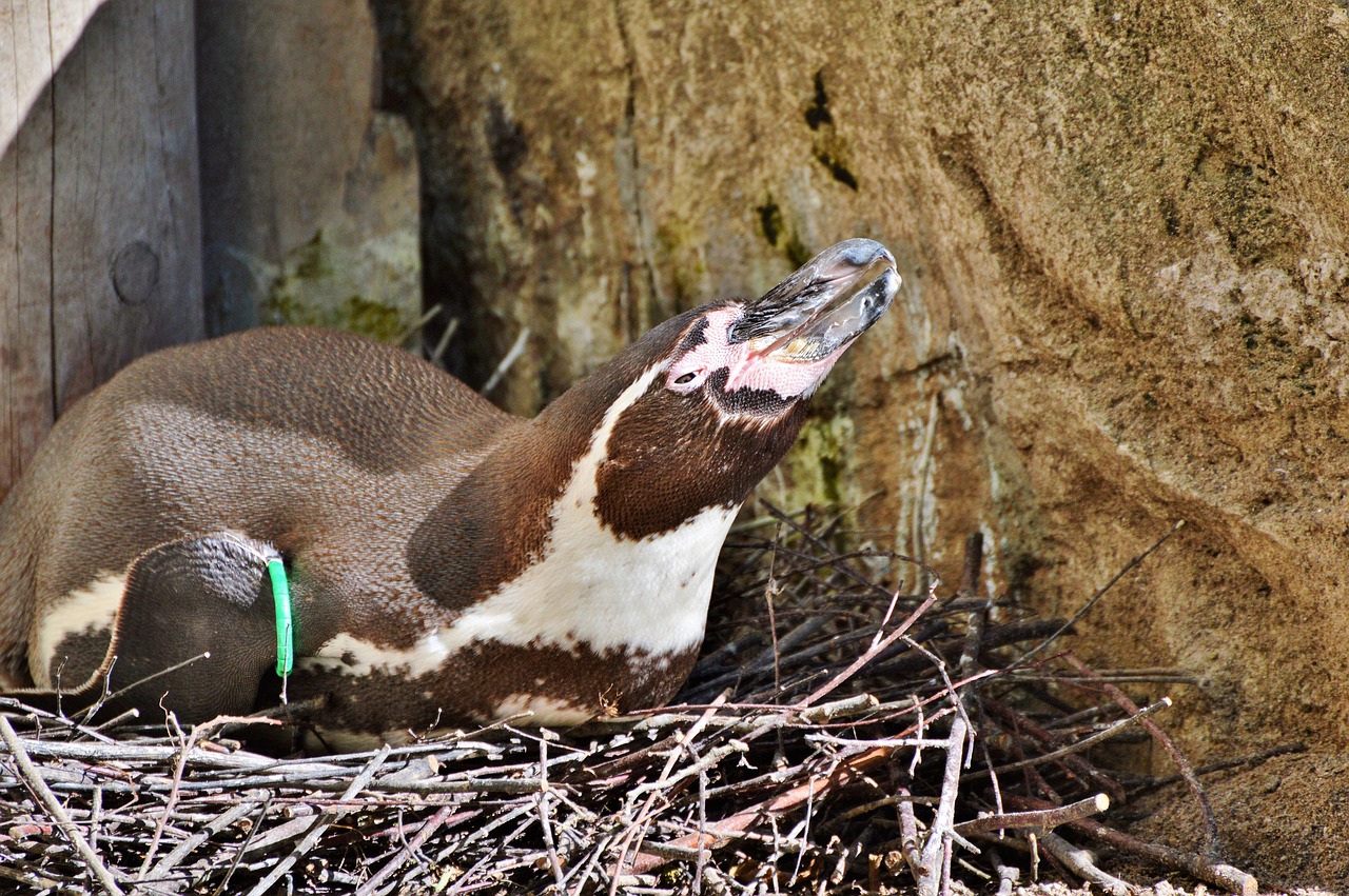 Pingvinas, Paukštis, Vandens Paukštis, Gyvūnas, Gyvūnų Pasaulis, Sąskaitą, Zoologijos Sodas, Tierpark Hellabrunn, Munich, Nemokamos Nuotraukos