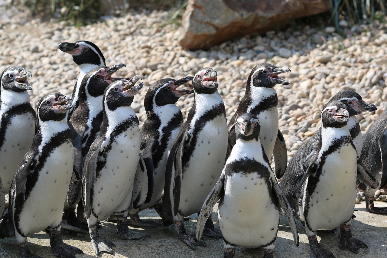 Pingvinas, Pilsen Zoo, Grupė, Gyvūnas, Gamta, Nemokamos Nuotraukos,  Nemokama Licenzija