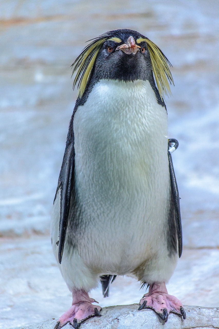 Pingvinas, Gyvūnas, Paukštis, Gyvūnų Pasaulis, Zoologijos Sodas, Sąskaitą, Vandens Paukštis, Laukinės Gamtos Fotografija, Uždaryti, Antarctica