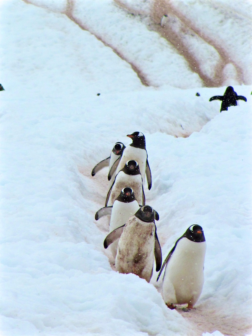 Pingvinas, Paukštis, Vandens Gyvūnai, Sniegas, Žiema, Nemokamos Nuotraukos,  Nemokama Licenzija