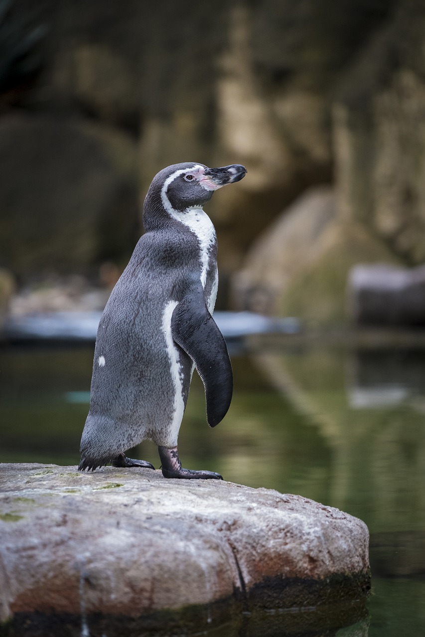 Pingvinas, Seevogel, Humboldto Pingvinas, Humboldt, Paukštis, Vandens Paukštis, Vanduo, Gyvūnas, Gamta, Zoologijos Sodas