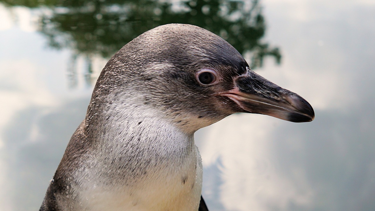 Pingvinas, Paukštis, Gyvūnas, Gyvūnų Pasaulis, Vandens Paukštis, Vanduo, Sąskaitą, Humboldto Pingvinas, Sababurgo Pilis, Zoo Sababurg