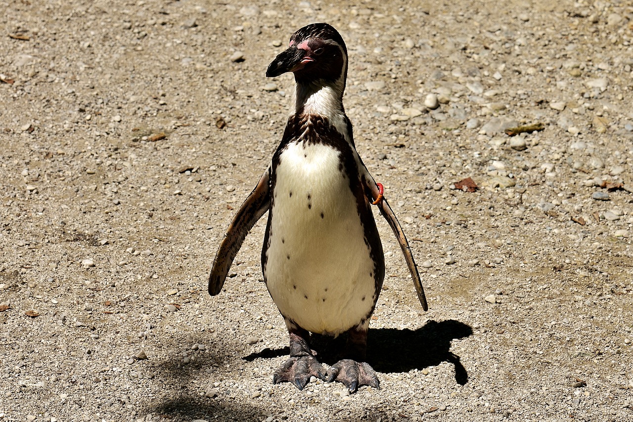 Pingvinas, Gyvūnas, Gyvūnų Pasaulis, Vandens Paukštis, Sąskaitą, Vanduo, Paukštis, Laukinės Gamtos Fotografija, Tierpark Hellabrunn, Munich