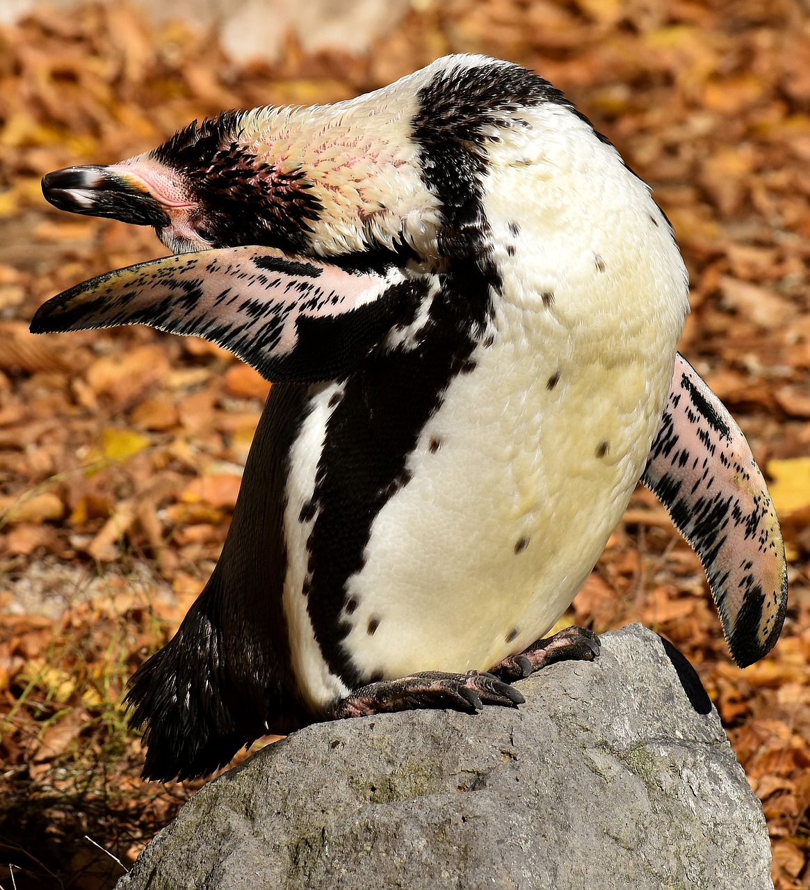 Pingvinas, Gyvūnas, Gyvūnų Pasaulis, Vandens Paukštis, Sąskaitą, Vanduo, Paukštis, Laukinės Gamtos Fotografija, Tierpark Hellabrunn, Munich