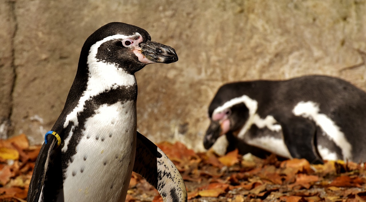 Pingvinas, Gyvūnas, Gyvūnų Pasaulis, Vandens Paukštis, Sąskaitą, Vanduo, Paukštis, Laukinės Gamtos Fotografija, Tierpark Hellabrunn, Munich