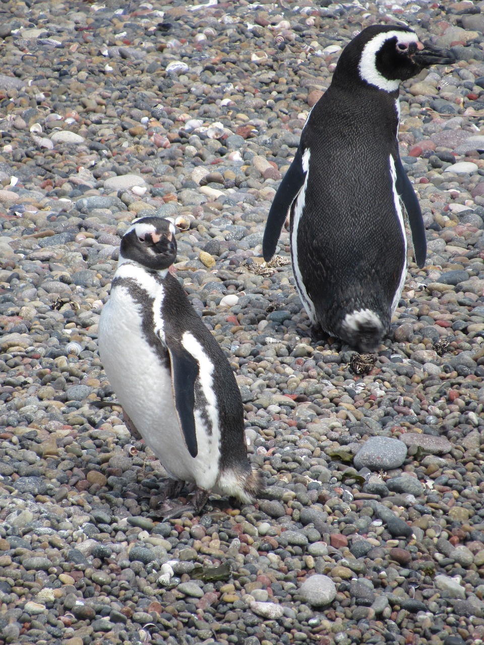 Pingvinas, Magelanas, Gamta, Patagonia, Į Pietus, Pingvinas Patagonikas, Akmenys, Argentina, Turizmas, Pietų Argentina