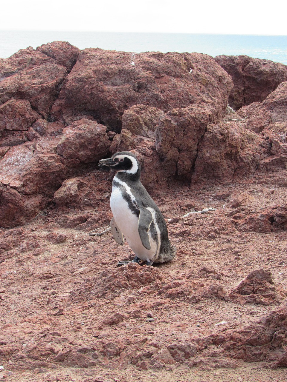 Pingvinas, Magelanas, Gamta, Patagonia, Į Pietus, Pingvinas Patagonikas, Akmenys, Argentina, Turizmas, Pietų Argentina