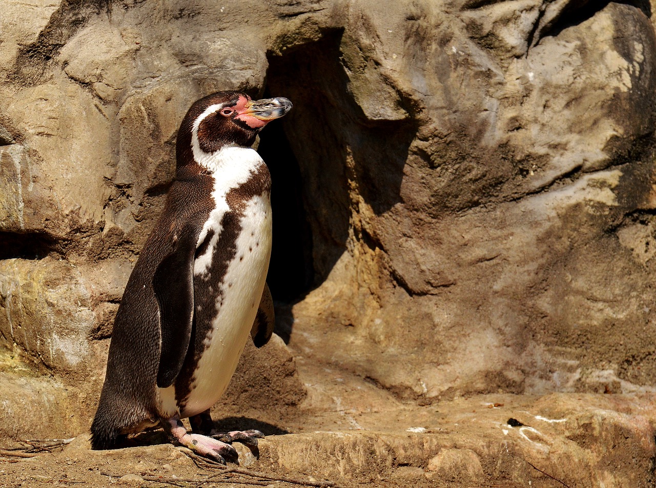 Pingvinas, Gyvūnas, Gyvūnų Pasaulis, Vandens Paukštis, Sąskaitą, Vanduo, Paukštis, Laukinės Gamtos Fotografija, Tierpark Hellabrunn, Munich