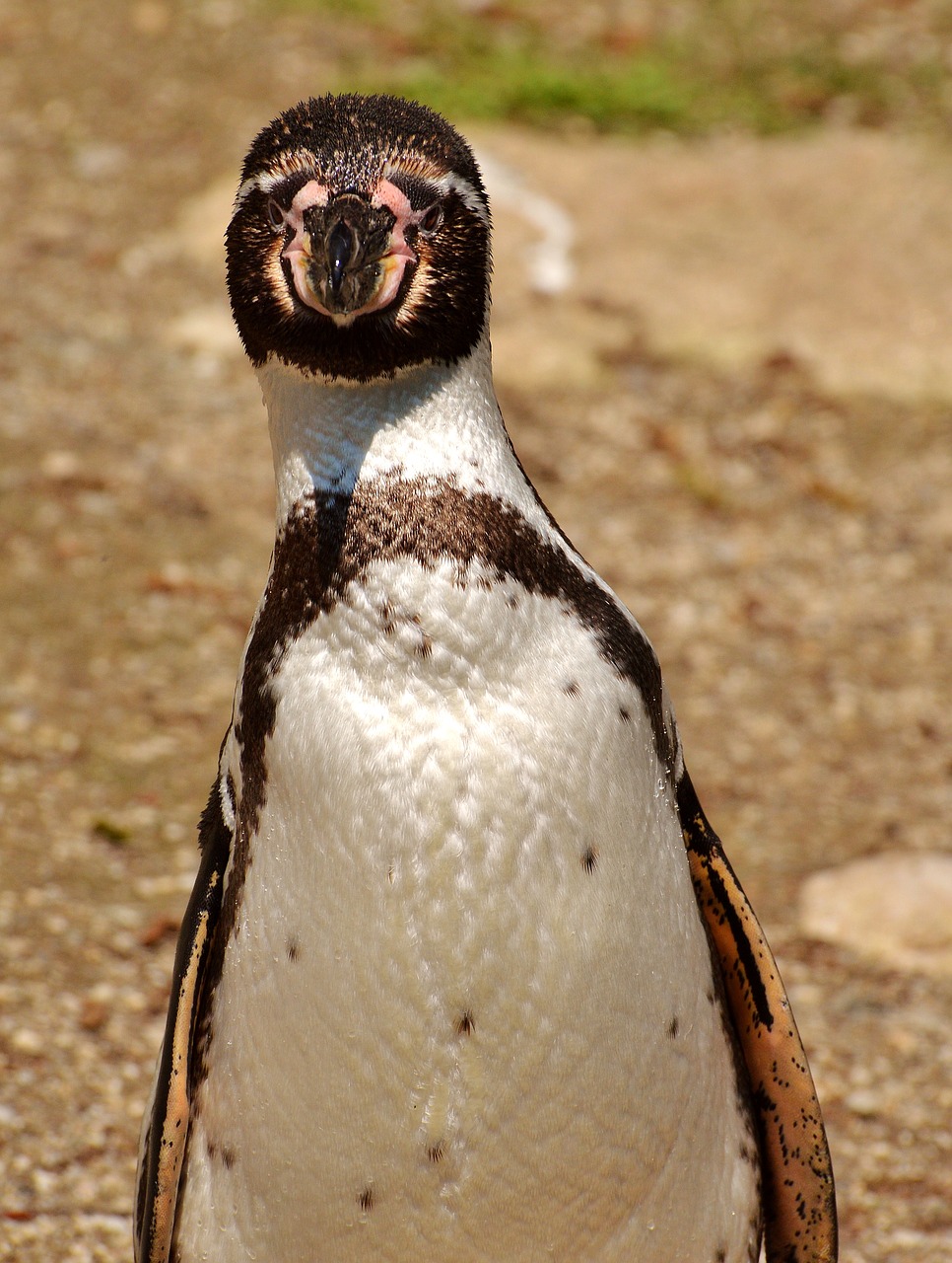 Pingvinas, Gyvūnas, Gyvūnų Pasaulis, Vandens Paukštis, Sąskaitą, Vanduo, Paukštis, Laukinės Gamtos Fotografija, Tierpark Hellabrunn, Munich