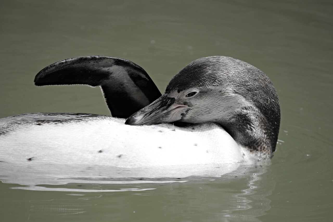 Pingvinas, Plaukti, Fin, Backstroke, Rūpestis, Galva, Vanduo, Vandens Paukštis, Paukštis, Zoologijos Sodas