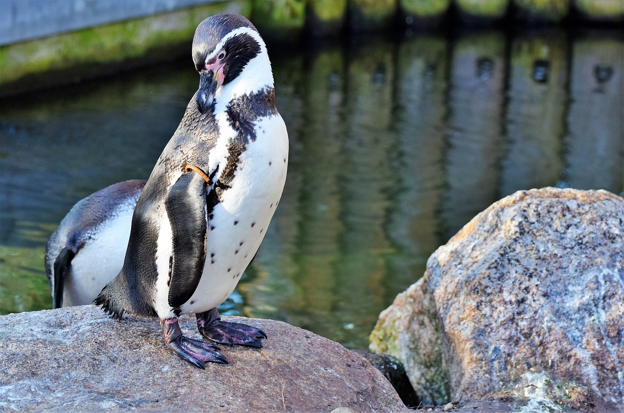 Pingvinas, Paukštis, Vandens Paukštis, Gyvūnas, Gyvūnų Pasaulis, Sąskaitą, Zoologijos Sodas, Tierpark Hellabrunn, Munich, Nemokamos Nuotraukos