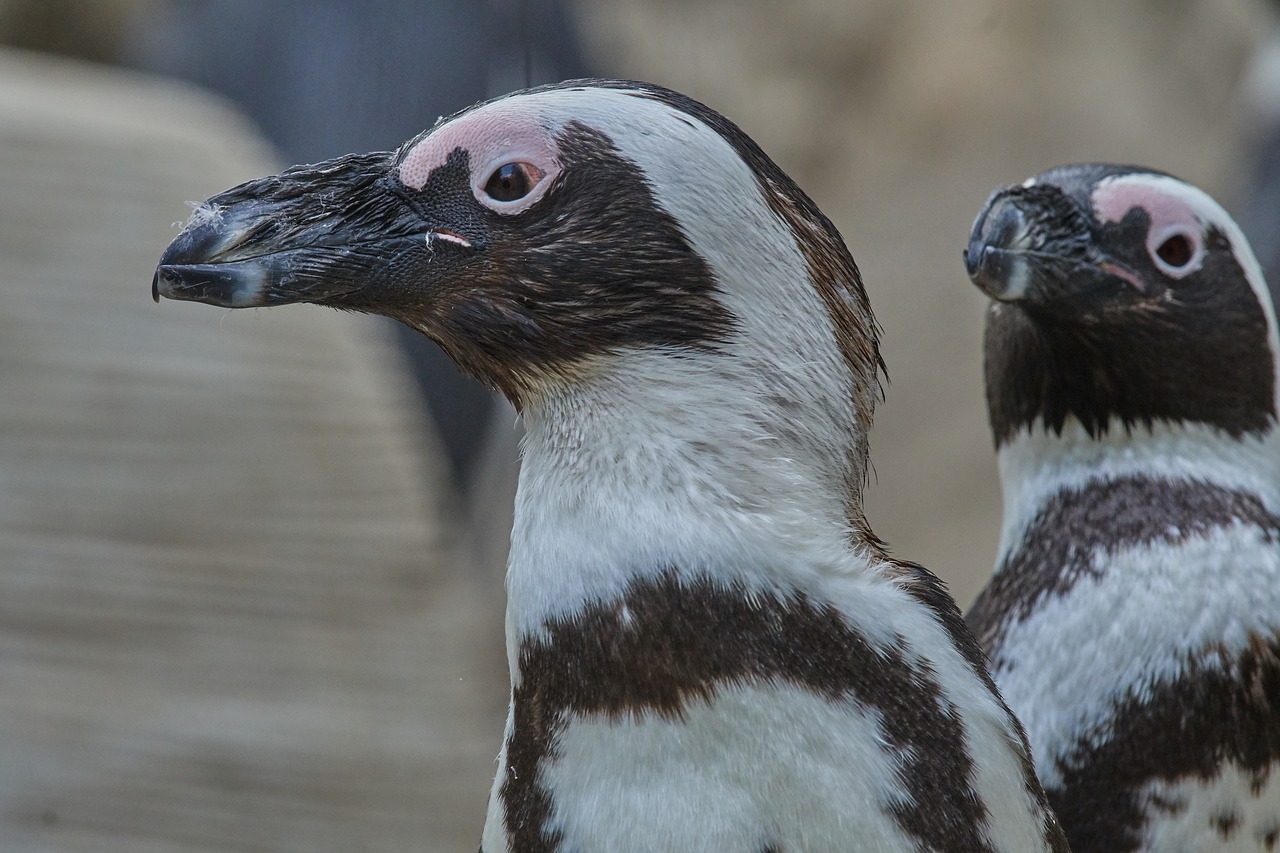 Pingvinas,  Gyvūnijos Pasaulyje,  Paukštis,  Gyvūnas,  Pobūdį,  Laukinis, Nemokamos Nuotraukos,  Nemokama Licenzija