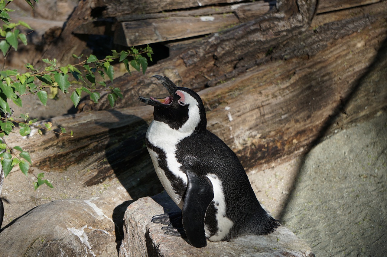 Pingvinas,  Zoo,  Gyvūnijos Pasaulyje,  Pobūdį,  Gyvūnas,  Antarktida, Nemokamos Nuotraukos,  Nemokama Licenzija