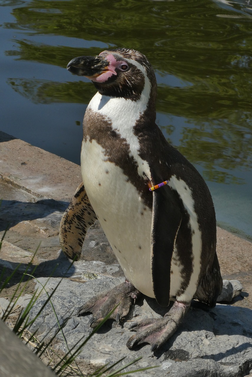 Pingvinas,  Zoo,  Zoo Planckendael,  Belgija,  Jūros Paukščių, Nemokamos Nuotraukos,  Nemokama Licenzija