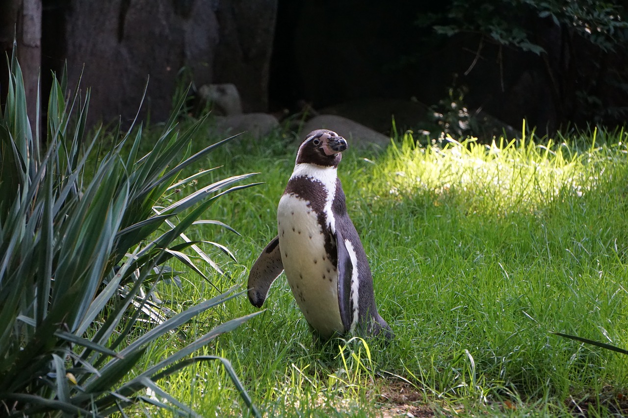 Pingvinas,  Zoo,  Juoda Ir Balta,  Gyvūnas,  Gyvūnijos Pasaulyje,  Jūra,  Antarktida,  Plaukti,  Po Vandeniu,  Žuvis