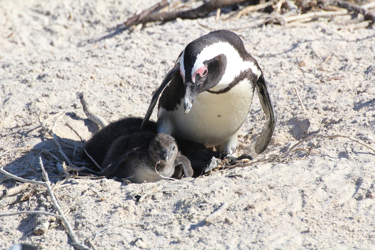 Pingvinas,  Pingvinas Kūdikis,  Pietų Afrika,  Keiptaunas,  Mama Ir Kūdikis,  Papludimys, Nemokamos Nuotraukos,  Nemokama Licenzija
