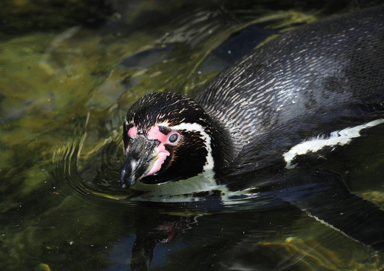 Pingvinas, Humboldto Pingvinas, Paukštis, Vandens Paukštis, Plaukti, Vanduo, Nemokamos Nuotraukos,  Nemokama Licenzija