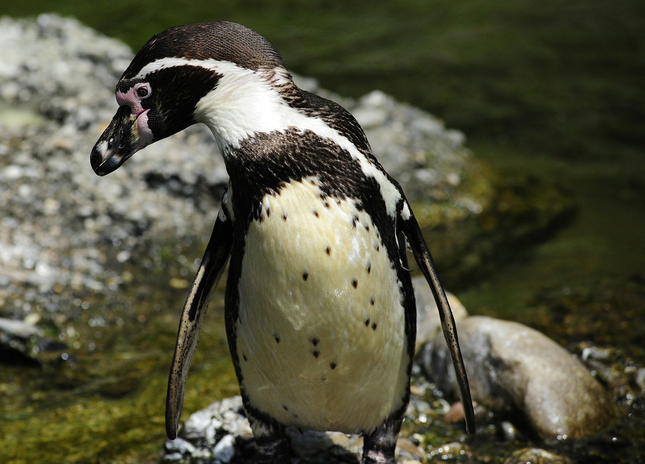 Pingvinas, Humboldto Pingvinas, Paukštis, Vandens Paukštis, Plaukti, Vanduo, Sphensus Humboldt, Blogai, Pelekai, Sparnas