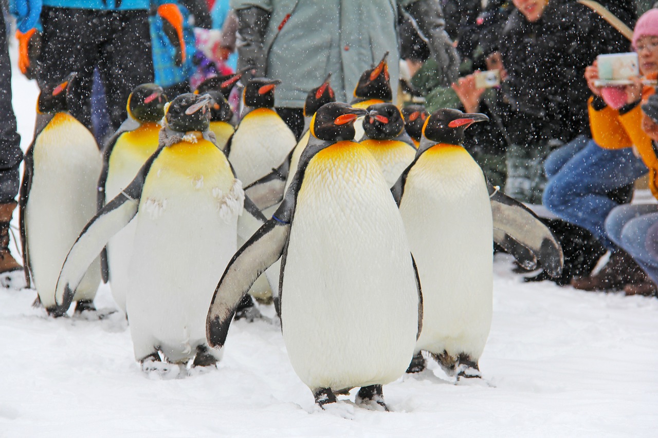 Pingvinas, Paradas, Mielas, Mielas, Žiema, Sniegas, Šaltas, Japonija, Hokaidas, Asahikawa