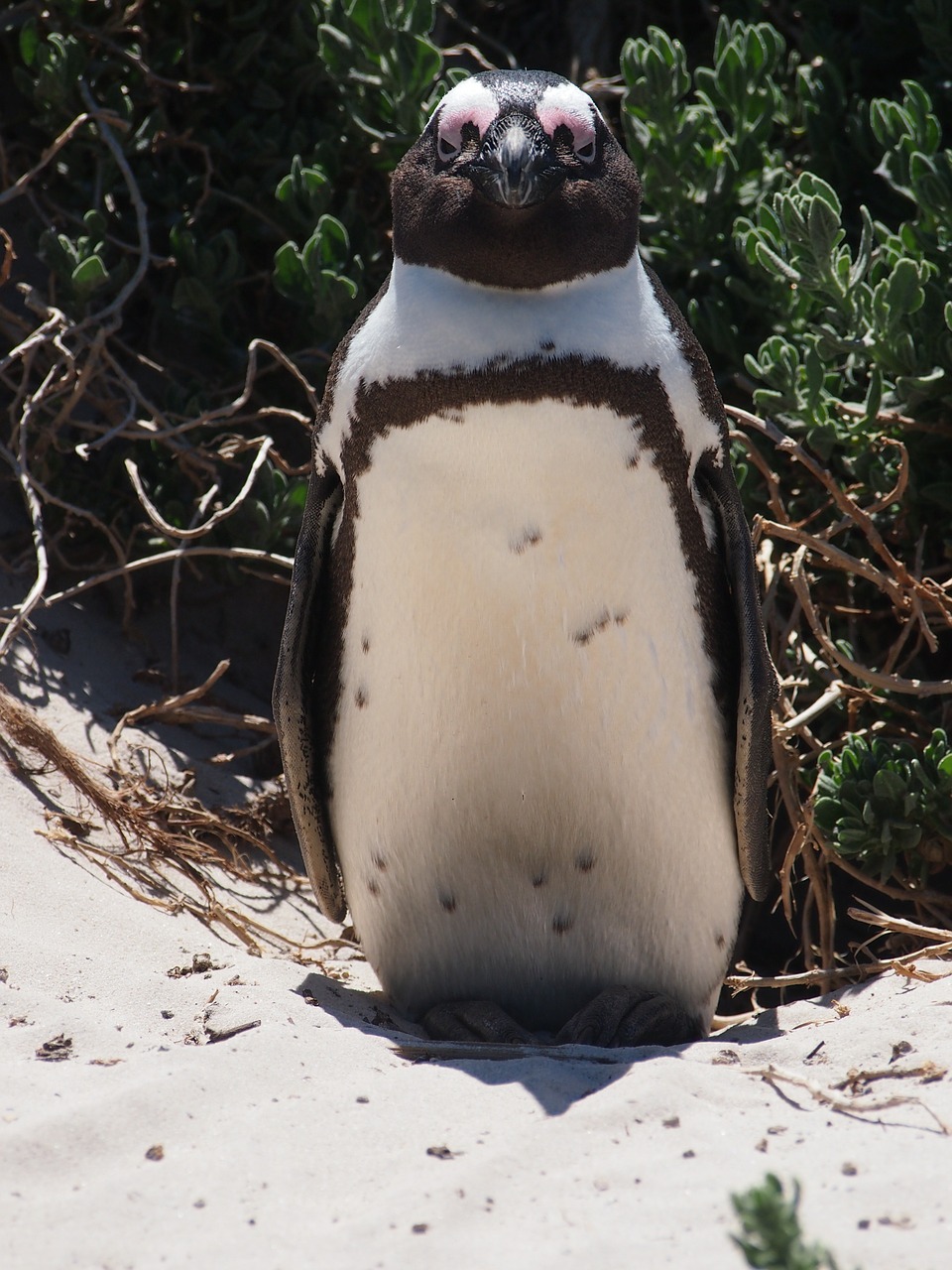 Pingvinas, Paukštis, Pietų Afrika, Papludimys, Smėlis, Nemokamos Nuotraukos,  Nemokama Licenzija