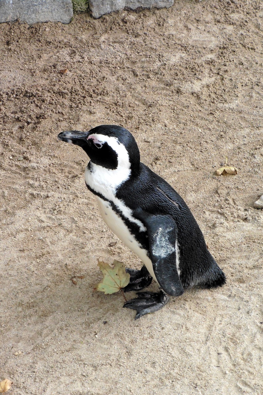 Pingvinas, Zoologijos Sodas, Gyvūnas, Paukštis, Gyvūnų Pasaulis, Vandens Paukštis, Įdomu, Sąskaitą, Uždaryti, Nemokamos Nuotraukos