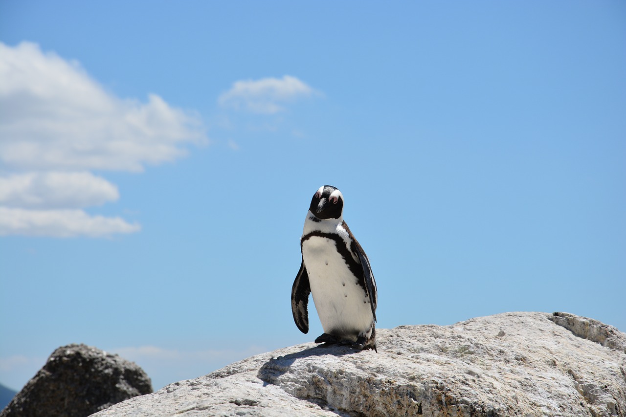 Pingvinas, Papludimys, Pietų Afrika, Vanduo, Užsakytas, Rokas, Nemokamos Nuotraukos,  Nemokama Licenzija
