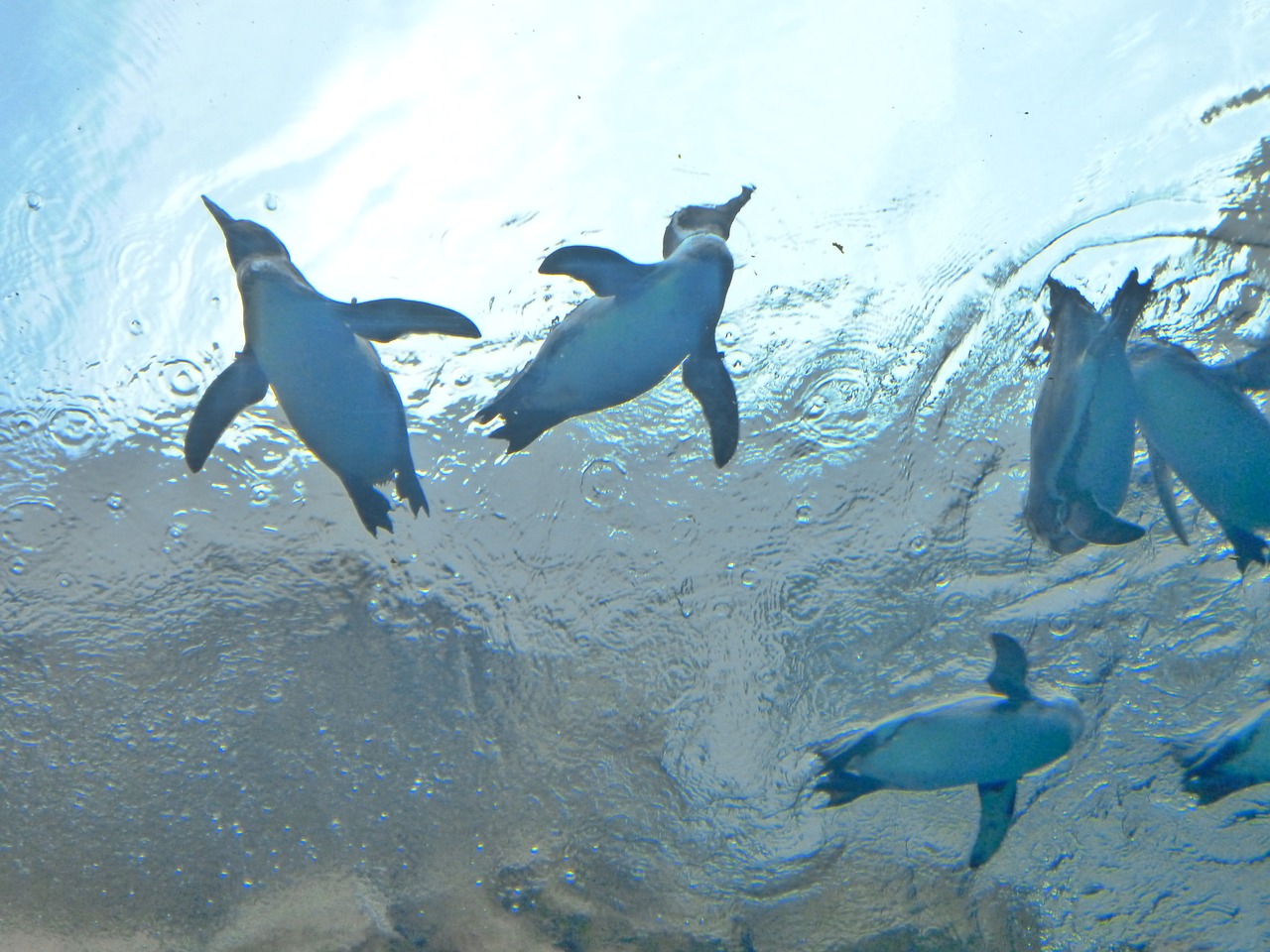 Pingvinas,  Akvariumas,  Vanduo,  Plaukti, Nemokamos Nuotraukos,  Nemokama Licenzija