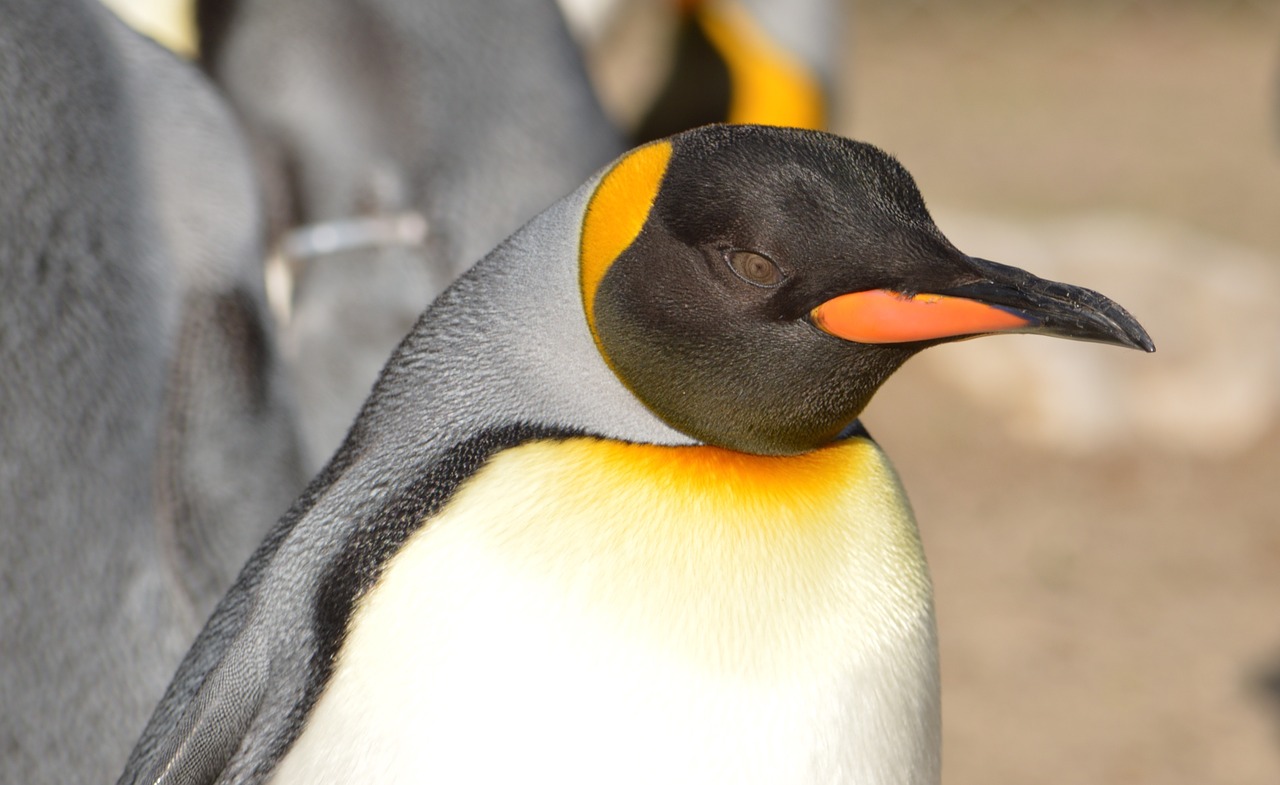 Pingvinas,  Zoologijos Sode, Nemokamos Nuotraukos,  Nemokama Licenzija